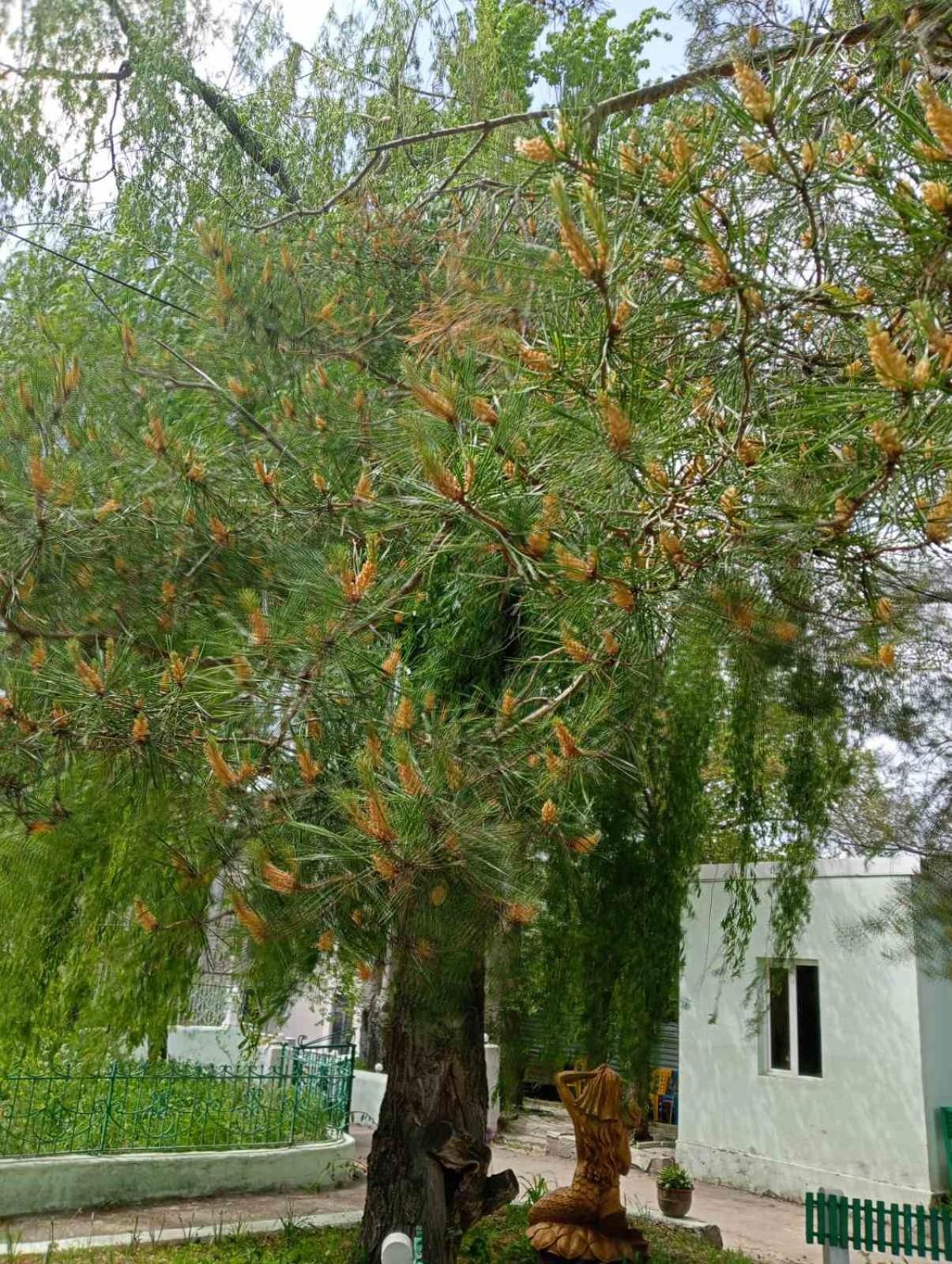 N&R Rest House Tsaghkadzor Exterior foto